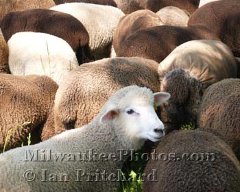 Photograph of Sheep Clouds from www.MilwaukeePhotos.com (C) Ian Pritchard